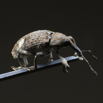 BICUDO ALGODEIRo