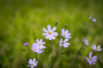 flowers in the cosmos