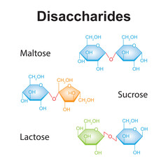 Fototapeta na wymiar Chemical Illustration of Disaccharides. Maltose, Sucrose And Lactose. Colorful Symbols. Vector Illustration.