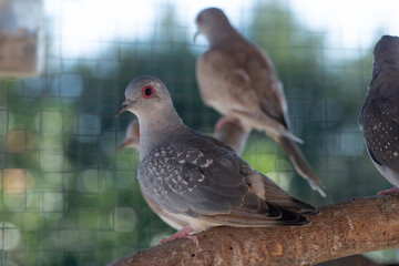 Diamond Doves, Geopelia cuneata, on a branch in a birdcage.