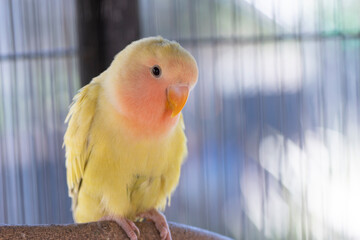 A yellow and orange lovebird in captivity inside a bird cage