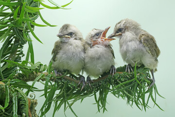 Three young yellow vented bulbuls are perching in a bush. This bird has the scientific name...