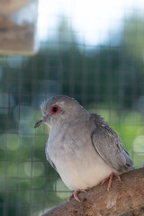 A gray Diamond Dove in a birdcage.