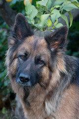 Portrait of a long-haired German shepherd dog.