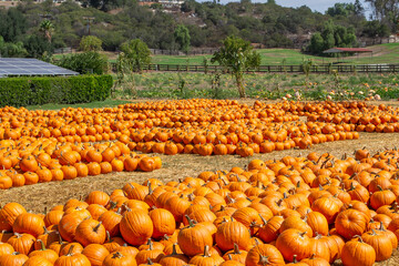 Pumpkins in a pumpkin patch in fall on a farm
