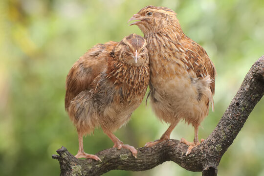 Two brown quails are perched on a dry tree branch. This bird has the scientific name Coturnix coturnix.
