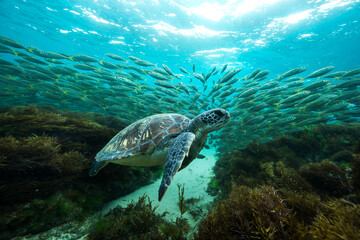 A green sea turtle swims over the Great Barrier Reef on LAdy Elliot Island on the Southern Great...
