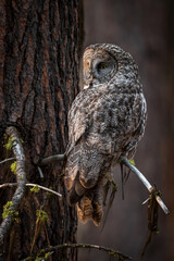 great gray owl sitting on a limb of a pine forest in Oregon