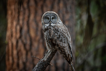 great gray owl in the pine forest sitting on a limb