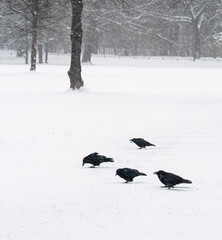 birds in the snow