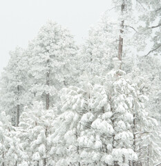 snow covered trees