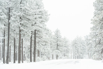 Snow Covered Ponderosa Pine Trees Along Road