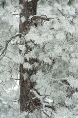 snow covered pine tree