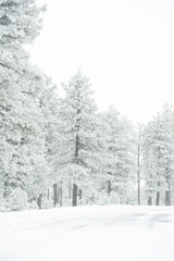 snow covered trees in the forest