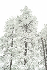 snow covered pine trees