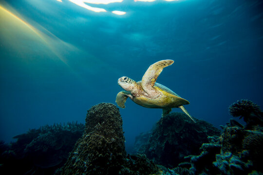 A Green Sea Turtle Swims Over The Great Barrier Reef On LAdy Elliot Island On The Southern Great Barrier Reef In Queensland Australia.