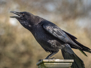 Protesting crow