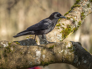crow profile