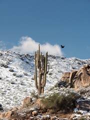 Saguaro Cactus in Snow with Flying Raven