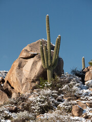 Saguaro Cactus Boulders and Snow