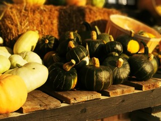 pumpkins and gourds