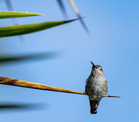 An anna's hummingbird on a branch