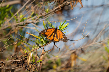 A monarch butterfly on a branch