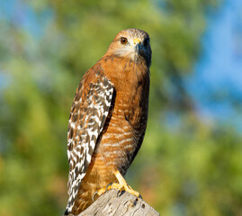 A red shouldered hawk perching