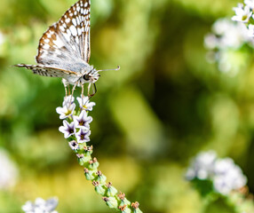 A moth perches on a flower