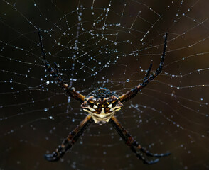 A golden orb weaver
