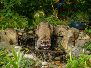 raccoon in water