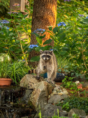 raccoon greeting © David