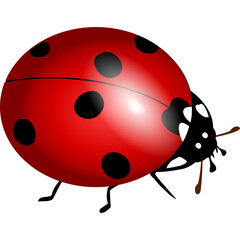 Obraz premium ladybug vector
