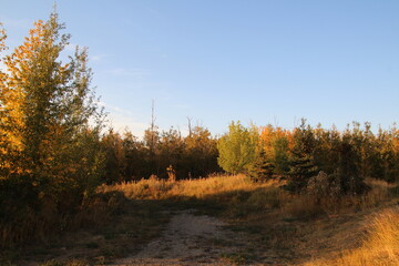 autumn in the woods, Pylypow Wetlands, Edmonton, Alberta