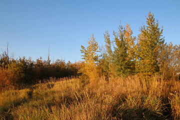 autumn in the forest, Pylypow Wetlands, Edmonton, Alberta