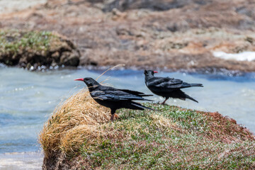 Red-billed Chough in Ngari Prefecture Tibet Autonomous Region, China.