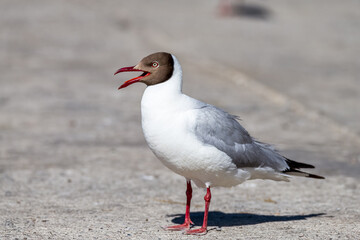 Black-headed Gull in Ngari Prefecture Tibet Autonomous Region, China.