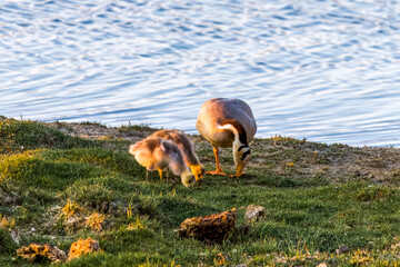 The bar-headed goose in Bangong lake Ngari Prefecture Tibet Autonomous Region, China.