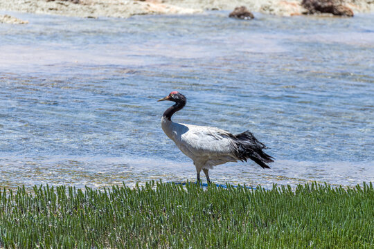 The Grey Crane In Ngari Prefecture Tibet Autonomous Region, China.