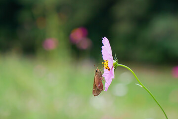 日本の秋、コスモスの蜜を吸う蝶