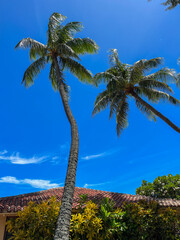 Naklejka premium Palm trees in the blue sky, Hawaii