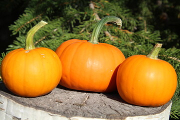 pumpkin on the ground