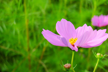 Fototapeta premium ピンクの花びらが美しいコスモス畑