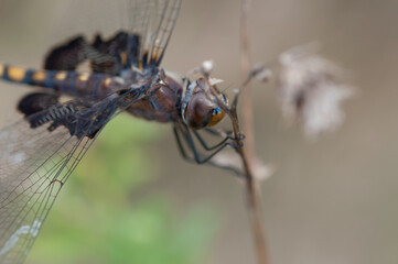black saddlebags dragonfly perched on a dried stem - macro lens, particular focus (on compound eye)