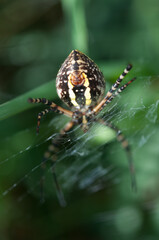 female yellow and black garden spider close up (mostly ventral side)