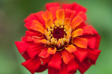 orange red zinnia blossom close up