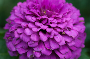 violet or pink zinnia blossom close up