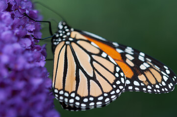 Danaus plexippus close up