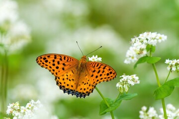 満開の蕎麦の花の蜜を吸うツマグロヒョウモン