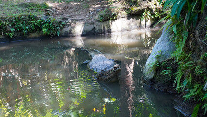 Naklejka na ściany i meble Crocodil in the pond in the park